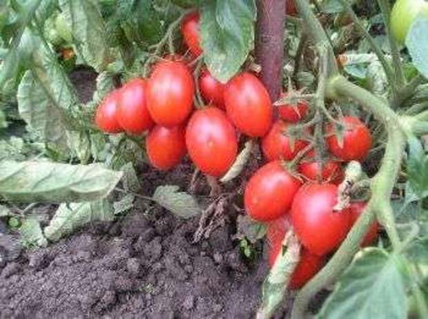 Иришка — мелкие томатики круглой формы. Очень урожайный и ранний сорт с длительным плодоношением. Высота куста — до 50 см.