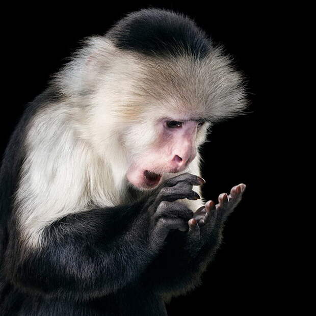 Выразительные животные в фотографиях Tim Flach