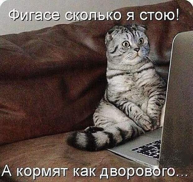 Котопост животные, коты, прикол, юмор