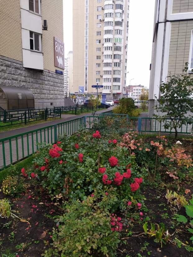 Розы на Кашенкином Лугу бросили вызов холодам