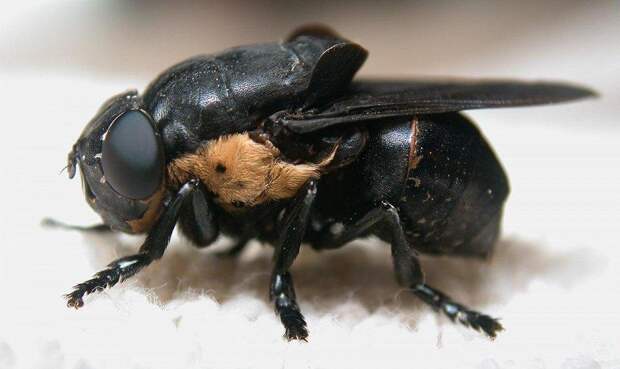 Фотография: 25 самых опасных насекомых на планете №12 - BigPicture.ru