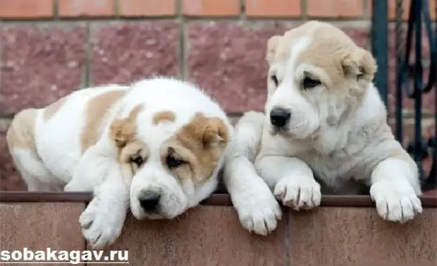 Среднеазиатская овчарка собака. Описание, особенности, уход и цена породы