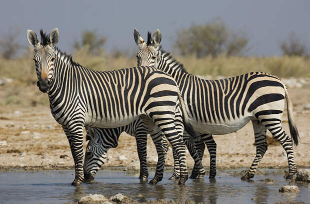 Какого цвета зебра и зачем ей полоски