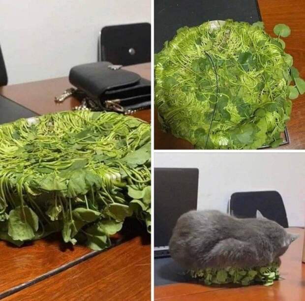 Котики, которые живут в своем мире и по своим правилам