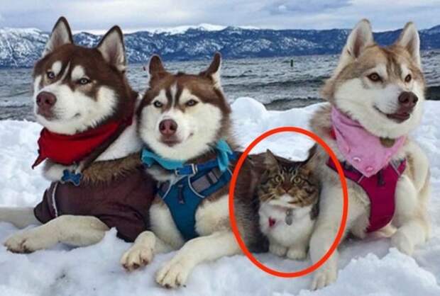 Только с виду кошка ;-)