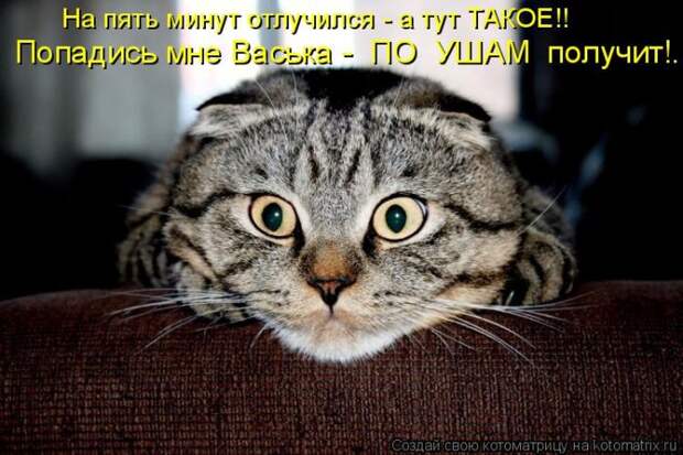 Лучшие котоматрицы недели (50 фото)