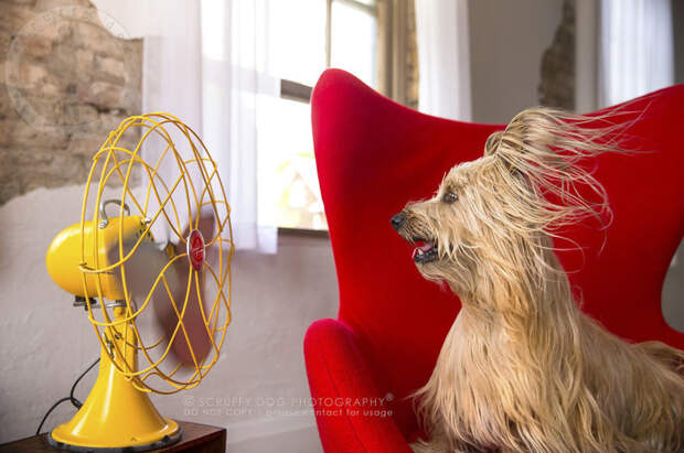 Вентиляторы стали необычным реквизитом для съёмки собак вентилятор, животные, собаки