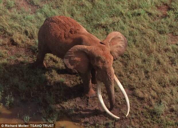 Сатао I был убит в июне 2014 года. Его нашли изуродованным, без бивней Браконьеры, африка, бивни, браконьерство, кения, слоны