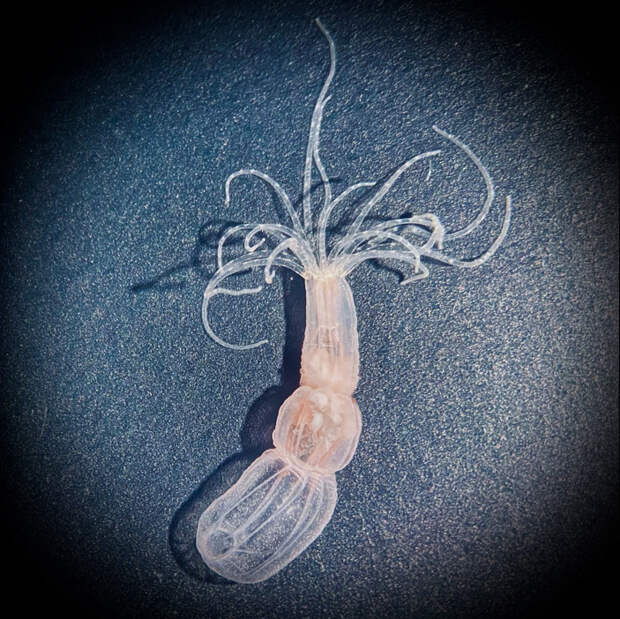 Актиния Nematostella vectensis