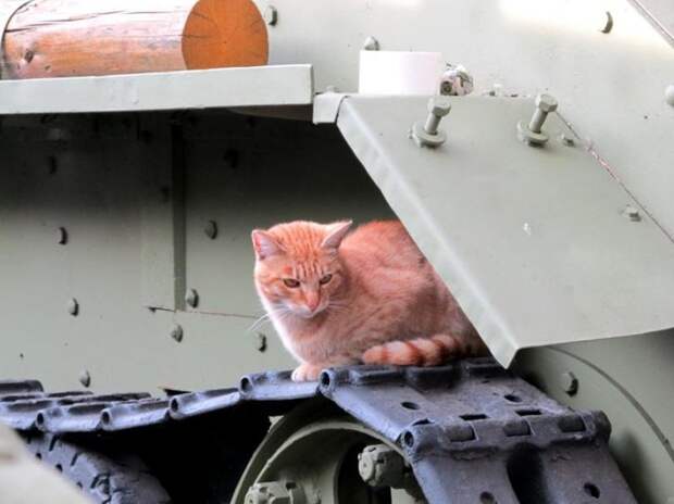 Кот и БТ-7 бронетехника, животные, коты