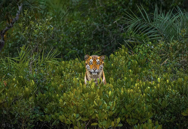 Победители конкурса Mangrove Photography Awards 2023