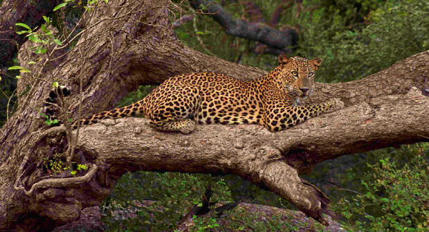 Цейлонский леопард (Panther pardus kotiya)