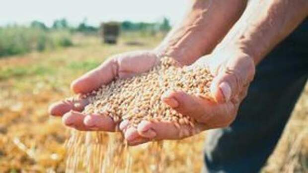 Из-за возникшего напряжения на границе России и Украины на мировых рынках подорожало зерно