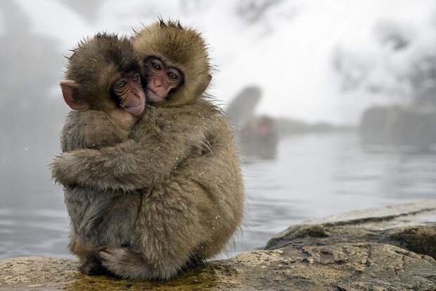 Джигокудани - парк снежных обезьян, Япония. Фото