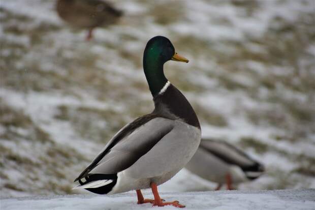 Городские утки Могилева