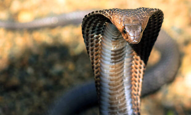 Огромная кобра приползла в деревню. что произошло дальше удивило всех