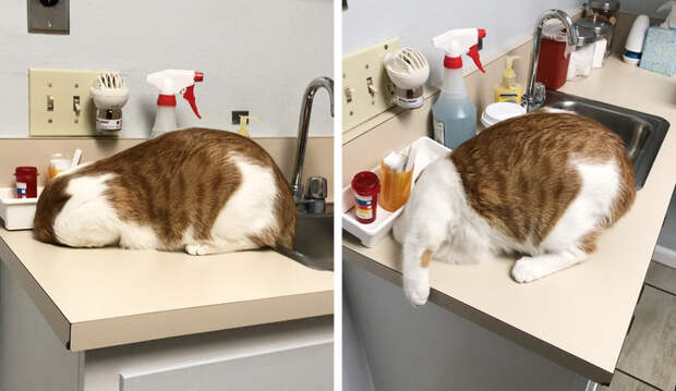 20+ правдивых фото, которые демонстрируют всю суть жизни с котом