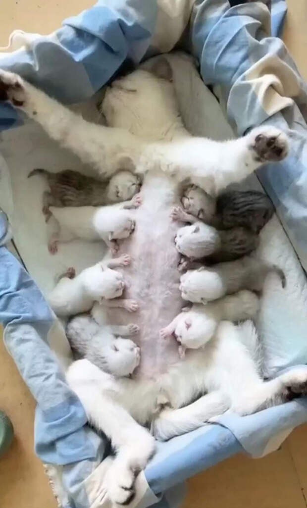 BhwgfEz2K8k (423x700, 235Kb)