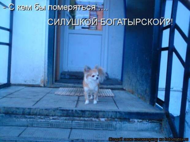 Котоматрицы(картинки с надписями)
