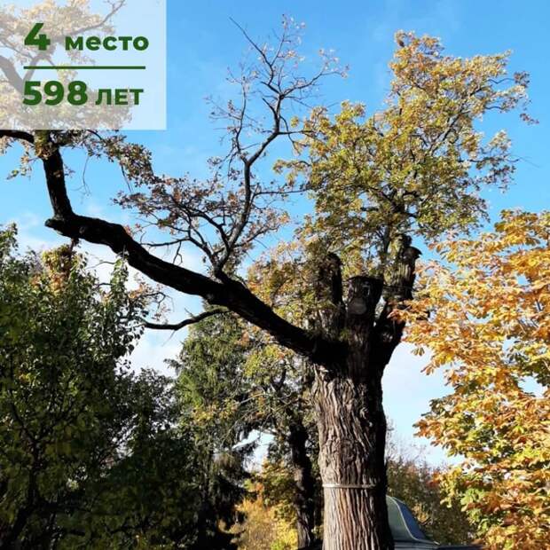 В России тоже есть вековые деревья