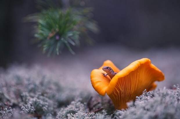 Фотоподборка
