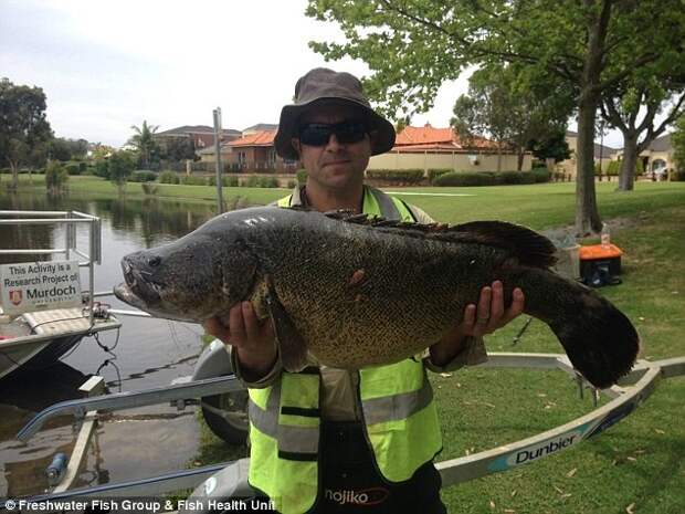 Огромная треска Мюррея (или муррейская треска) была выловлена в одном из болот Перта в ноябре прошлого года.  австралия, животные, заолотая рыбка, мутант