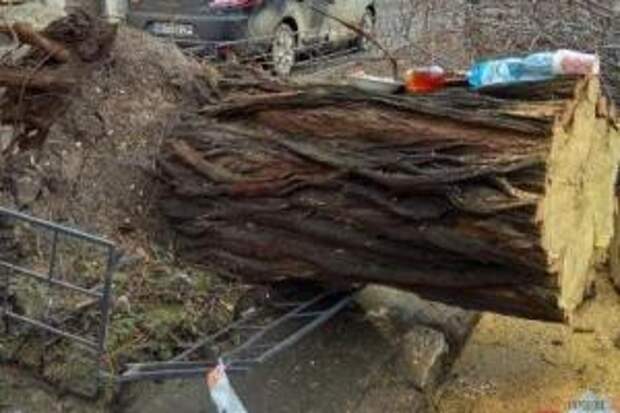 В Винницкой области дерево убило 29-летнюю женщину