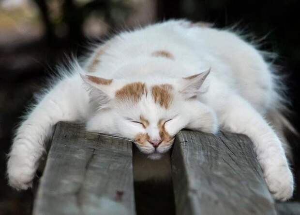 Коты, познавшие науку сна