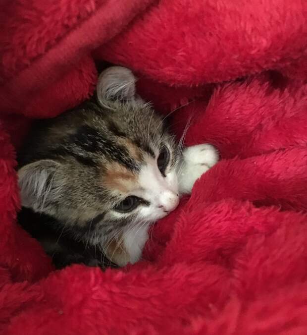 Без кота и жизнь не та
