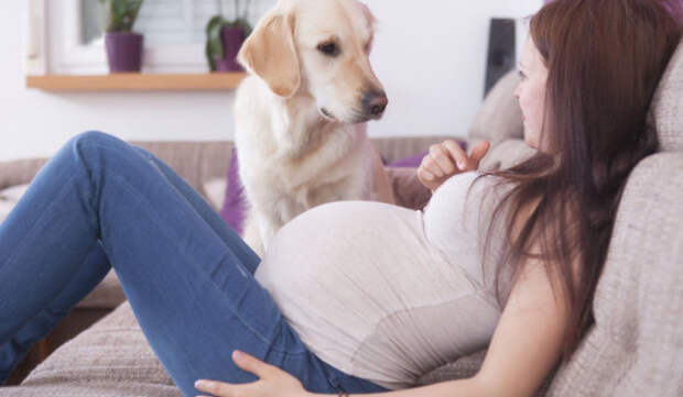 Как подготовить питомца к приезду baby 