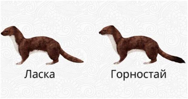 Ласка и горностай Ласка и горностай
