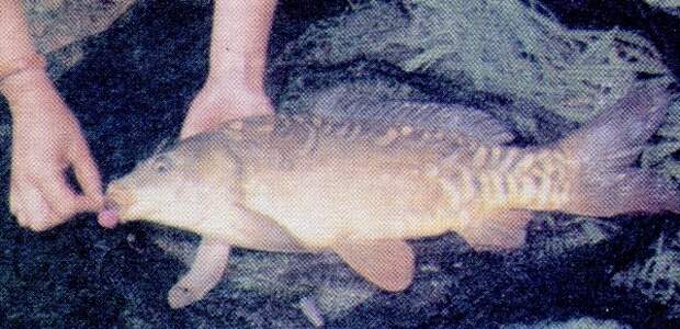 Вместе с появлением волосяного монтажа развитие и производство бойлов на коммерческой основе позволило сделать ловлю карпа доступной для обыкновенного рыболова-любителя. бойлы, иллюстрации, рыба, рыбалка, фото