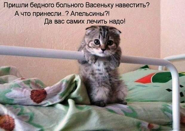 Котопост животные, коты, прикол, юмор