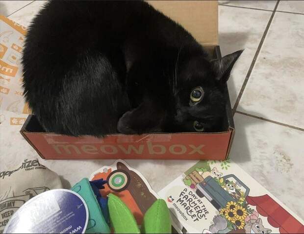 15 котиков, которые обожают коробки 15 котиков, которые обожают коробки