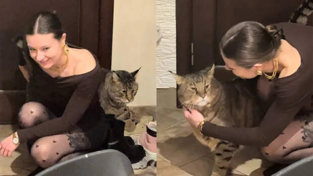 Огромный кот, которого хочется обнимать
