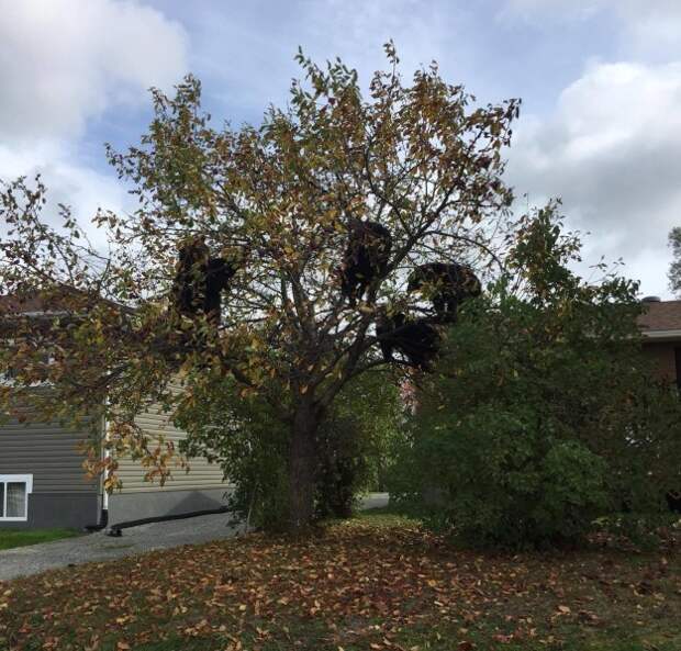 Женщина из города Садбери, находящегося в канадской провинции Онтарио, увидела в своем районе нечто необычное, проезжая мимо соседних домов на машине. Целая семья черных медведей забралась на дерево за яблоками! животные, медведи, юмор