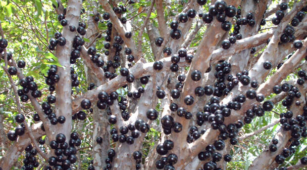 Жаботикаба Латинское название — Juboticaba, Myrciaria Cauliflora. В отличие от большинства деревьев, плоды которых растут на ветвях, плоды жаботикабы вырастают прямо из ствола. Это растение высоко ценится на родине, в Бразилии: оторванные от ствола плоды начинают бродить и превращаются в не очень вкусный, но довольно крепкий алкоголь.