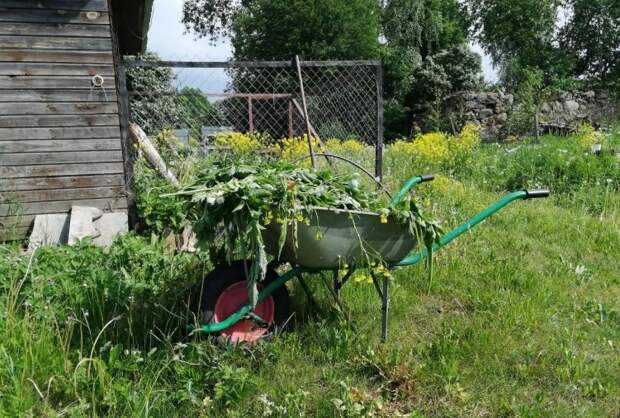Закупку увеселительных мероприятий для дачников Петербурга отменили