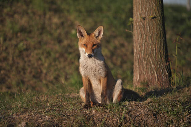 little fox by Hans E  on 500px.com