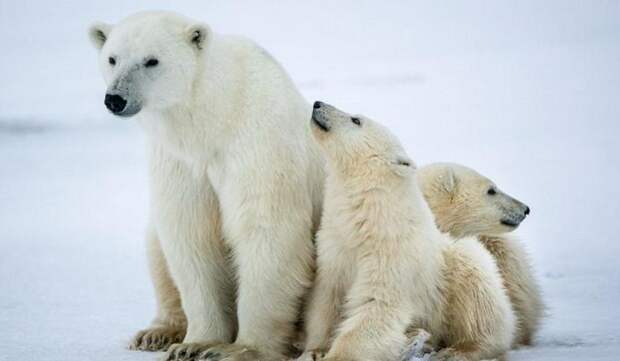 Страна белых медведей, оленей и коров: занимательные факты о Канаде