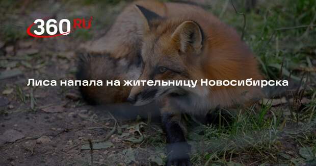 Напавшую на жительницу Новосибирска лису нашли мертвой после драки с собакой