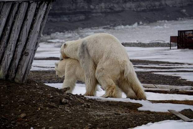 Спаривание медведей — особенности процесса у косолапых
