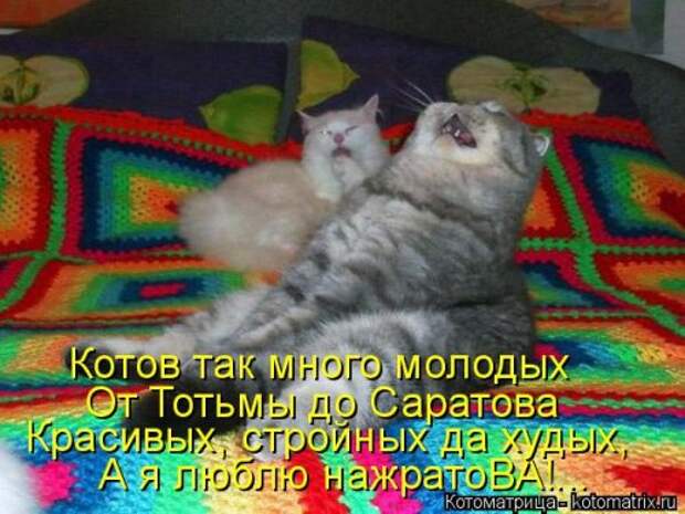 Новая отличная котоматрица (38 фото)