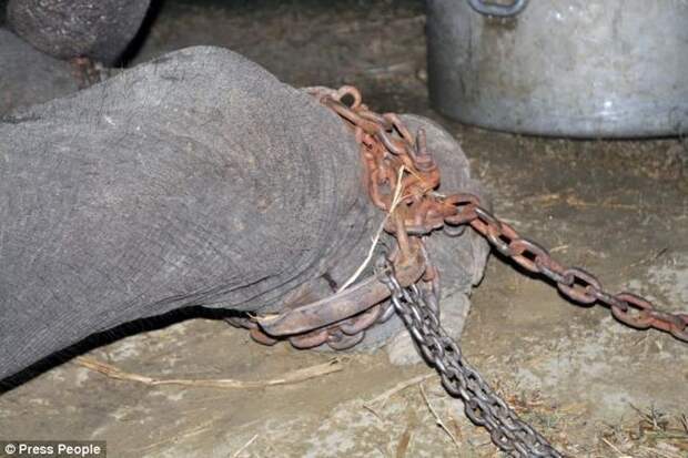 Radga02 Спасение слона, проведшего 50 лет в неволе, который плакал от счастья