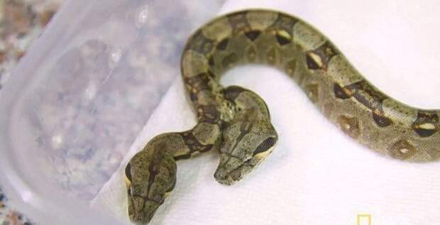 Двухголовая змея потрясла ученых двухголовый мутант, животные, змея, мутация, редкий случай, удав, ученые, флорида