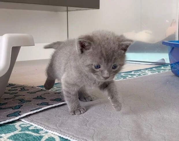 Без кота и жизнь не та
