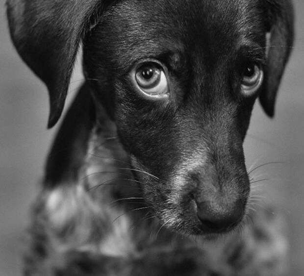 Знаете почему на них невозможно злиться? домашние животные, животные, коты, питомцы, собаки, юмор