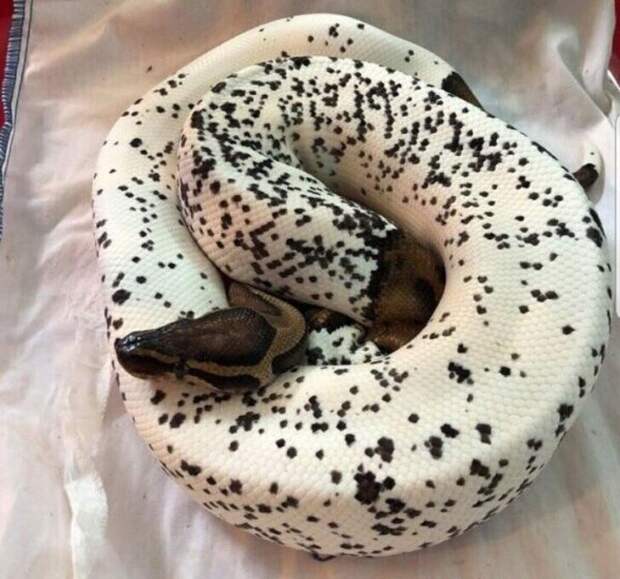 Мороженое с шоколадной крошкой?