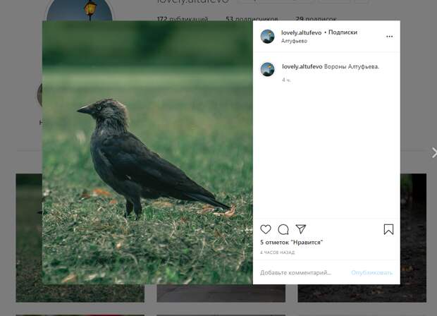 Гордая ворона в Алтуфьеве
