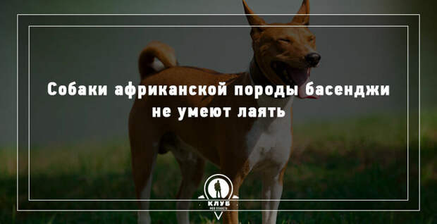 10 УДИВИТЕЛЬНЫХ ФАКТОВ О СОБАКАХ